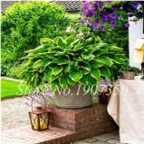 120 Colorful Hosta Seeds Perfect Color Perennials Plantain Mixed Beautiful Lily Flower White Lace Home Garden Ground Cover Plant