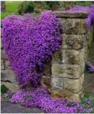100Pcs/Bag Creeping Thyme Seeds Or Blue ROCK CRESS Seeds - Perennial Ground Cover Flower Natural Growth For Home Garden