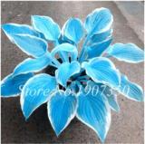 120 Colorful Hosta Seeds Perfect Color Perennials Plantain Mixed Beautiful Lily Flower White Lace Home Garden Ground Cover Plant