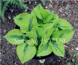 120 Colorful Hosta Seeds Perfect Color Perennials Plantain Mixed Beautiful Lily Flower White Lace Home Garden Ground Cover Plant