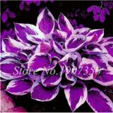 120 Colorful Hosta Seeds Perfect Color Perennials Plantain Mixed Beautiful Lily Flower White Lace Home Garden Ground Cover Plant