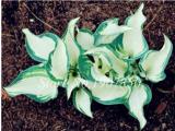 120 Colorful Hosta Seeds Perfect Color Perennials Plantain Mixed Beautiful Lily Flower White Lace Home Garden Ground Cover Plant