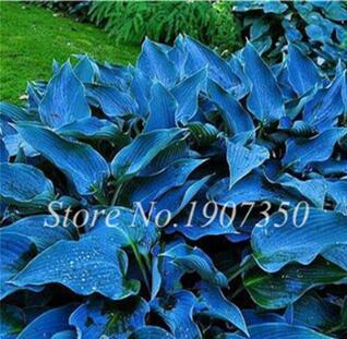 120 Colorful Hosta Seeds Perfect Color Perennials Plantain Mixed Beautiful Lily Flower White Lace Home Garden Ground Cover Plant