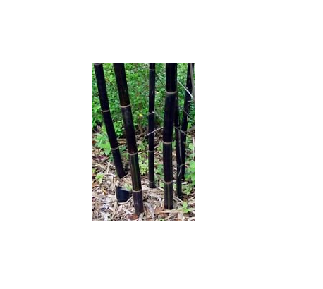 Timor Black bamboo seeds Bambusa lako 50 + seeds