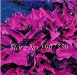 120 Colorful Hosta Seeds Perfect Color Perennials Plantain Mixed Beautiful Lily Flower White Lace Home Garden Ground Cover Plant