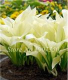 120 Colorful Hosta Seeds Perfect Color Perennials Plantain Mixed Beautiful Lily Flower White Lace Home Garden Ground Cover Plant