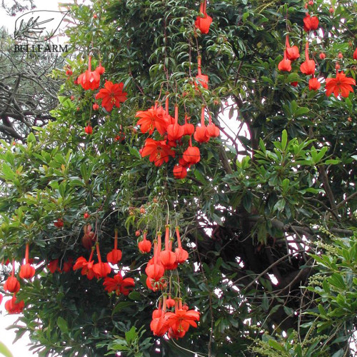 BELLFARM Mixed 9 Types of Passiflora Flowers Big Hanging Bonsai Flower Seeds 20pcs Interesting Red Pink Yellow Blue Flowers