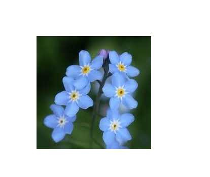 100 Forget Me Not Flower Seeds State flower of Alaska