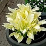 120 Colorful Hosta Seeds Perfect Color Perennials Plantain Mixed Beautiful Lily Flower White Lace Home Garden Ground Cover Plant