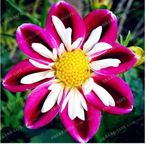 pumpkin plant in pot Cute Pumpkin Small Ceramic Plant Pot – Floral Supplies Store main image 0