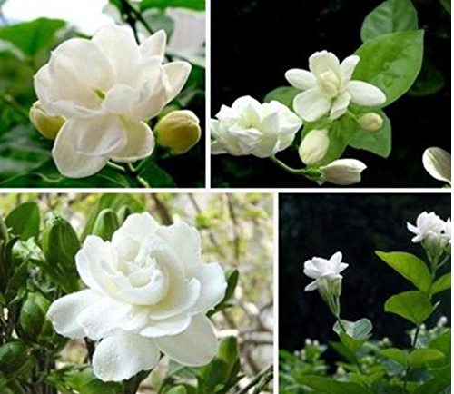 BELLFARM 20PCS/bag jasmine seeds indoor plants perennial flower seeds