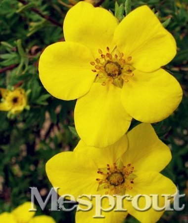 New Potentilla Fruticosa 100+ Seeds