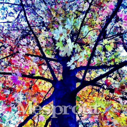 Rare Rainbow Tree Seeds Eucalyptus Deglupta Mindanao Gum Home Garden giant tree seeds Bonsai Tree Seeds 100pcs/bag
