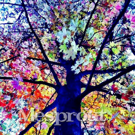 US$ 0.98 - Rare Rainbow Tree Seeds Eucalyptus Deglupta Mindanao Gum Home  Garden giant tree seeds Bonsai Tree Seeds 100pcs/bag - www.deargogo.com