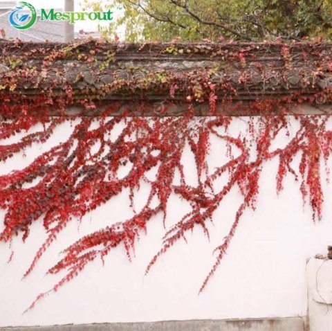 Rare Red Boston Ivy 50+ Seeds