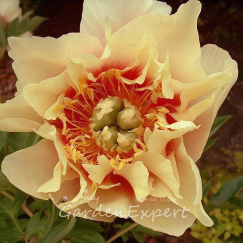 12pcs Peony Seeds Peony Variety Peony 'Prairie Charm' Seeds Hardy Perennial Bonsai Plant Home Garden