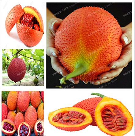 Gac Fruit Seeds Momordica Cochinchinensis Spreng/Cochinchin Gourd NonGMO Fruit Seeds