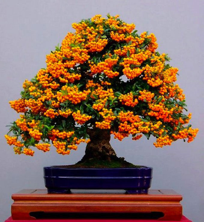 US$ 0.98 - Bonsai Orange Pyracantha fortuneana Firethorn Perennial Tree  Seeds 20pcs Ornamental for Home Garden Plants - www.deargogo.com