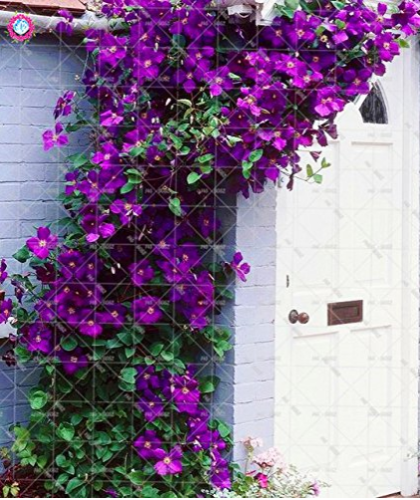 2pcs Clematis Bulbs Blue Climbing Clematis florida Bonsai Perennial climbing of evergreen flowering plants Rare Flower for home