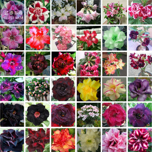 BELLFARM Bonsai Adenium Mixed 36 Colors Colorful Flowers, 100pcsseeds/pack, desert rose black yellow green gold bi-color etc