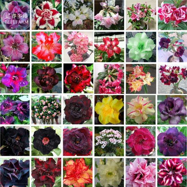BELLFARM Bonsai Adenium Mixed 36 Colors Colorful Flowers, 100pcsseeds/pack, desert rose black yellow green gold bi-color etc