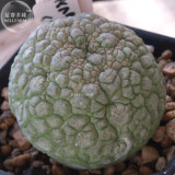 BELLFARM 1PC Rare PSEUDOLITHOS sphaericus Seed perennial Lovely Succulent Perennial Home Garden Plant