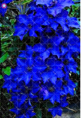 2pcs Clematis Bulbs Blue Climbing Clematis florida Bonsai Perennial climbing of evergreen flowering plants Rare Flower for home