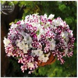 BELLFARM 200PCS Rare Morning Glory Flowers Seeds Very Beautiful  Perennial Flowers Home Garden