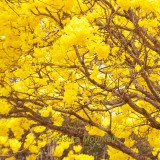 BELLFARM 50PCS Rare Golden Trumpet Tree Plants Seeds Tabebuia Chrysotricha Seeds beautiful home plant