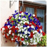 BELLFARM 200PCS Rare Morning Glory Flowers Seeds Very Beautiful  Perennial Flowers Home Garden