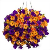 BELLFARM 200PCS Rare Morning Glory Flowers Seeds Very Beautiful  Perennial Flowers Home Garden