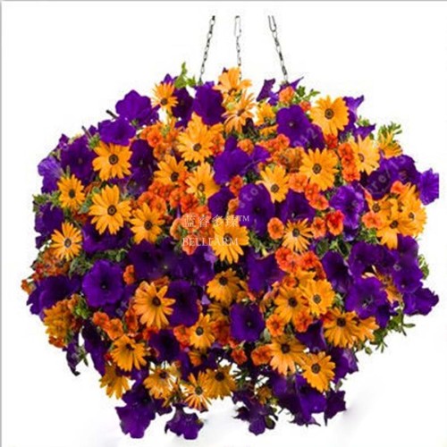 BELLFARM 200PCS Rare Morning Glory Flowers Seeds Very Beautiful  Perennial Flowers Home Garden