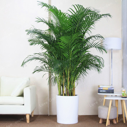 5Pcs Chrysalidocarpus Lutescens Seeds Home Decoration Areca Palm seeds Indoor Plants Butterfly Palm Seeds Plants