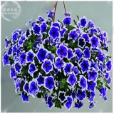 BELLFARM 200PCS Rare Morning Glory Flowers Seeds Very Beautiful  Perennial Flowers Home Garden