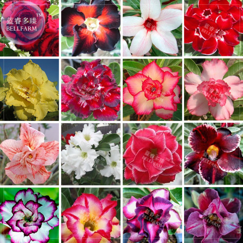BELLFARM Bonsai Adenium Mixed 16 Colors Big Blooms Flowers, 100pcs seeds/pack, desert rose yellow red purple black bi-color etc