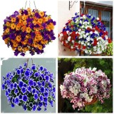 BELLFARM 200PCS Rare Morning Glory Flowers Seeds Very Beautiful  Perennial Flowers Home Garden