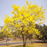 BELLFARM 50PCS Rare Golden Trumpet Tree Plants Seeds Tabebuia Chrysotricha Seeds beautiful home plant