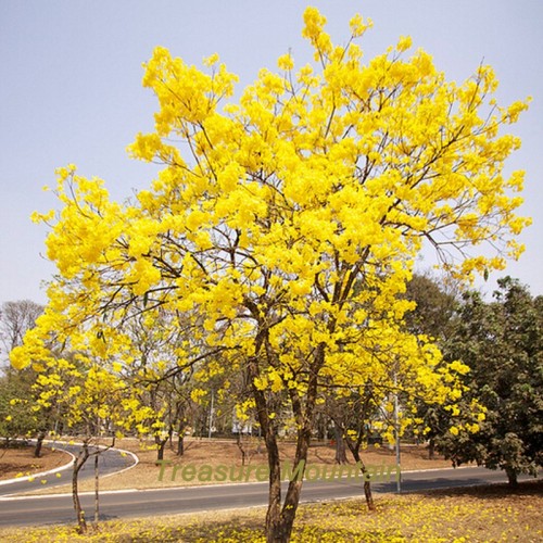 BELLFARM 50PCS Rare Golden Trumpet Tree Plants Seeds Tabebuia Chrysotricha Seeds beautiful home plant