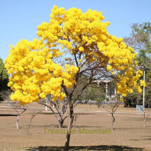 BELLFARM 50PCS Rare Golden Trumpet Tree Plants Seeds Tabebuia Chrysotricha Seeds beautiful home plant