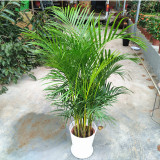 5Pcs Chrysalidocarpus Lutescens Seeds Home Decoration Areca Palm seeds Indoor Plants Butterfly Palm Seeds Plants