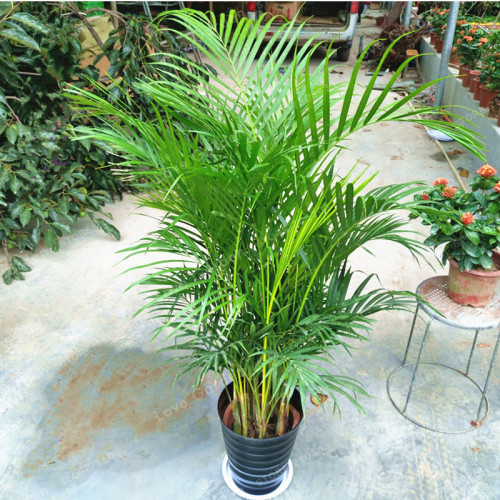 5Pcs Chrysalidocarpus Lutescens Seeds Home Decoration Areca Palm seeds Indoor Plants Butterfly Palm Seeds Plants