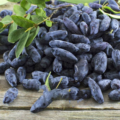 50pcs Haskap Seeds Haskap Berry Blue Seeds Japanese Cold-Tolerance Fruit Tree Seeds Home Garden Bonsai Plant DIY