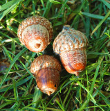 10PCS Rare Red Oak Tree Seeds Bonsai Seeds Quercus Alba Acorns Seeds For DIY Home Garden Easy