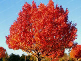 10PCS Rare Red Oak Tree Seeds Bonsai Seeds Quercus Alba Acorns Seeds For DIY Home Garden Easy