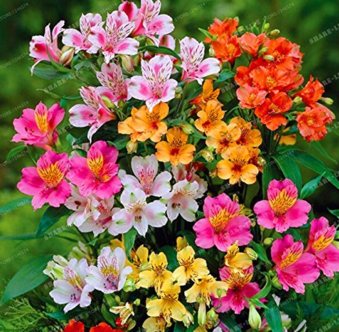 100pcs Alstroemeria seeds Peruvian Lily Alstroemeria Inca Bandit- Princess lily bonsai