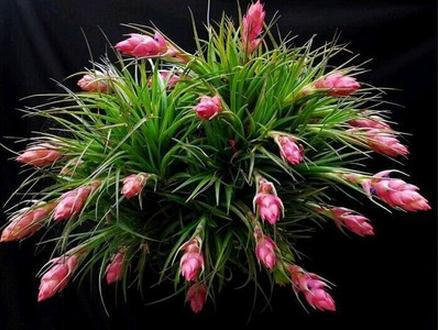 Air Pineapple 20 Pcs/sets Of Prevent Radiation Fleshy Seeds, Imports Of Potting Hybrid Seeds Succulent Plants