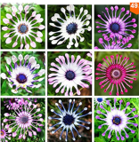 100pcs/bag Osteospermum seeds,daisy seeds,osteospermum flowers,8 colours,bonsai flower seeds,Nature potted plant for home garden (Mix)