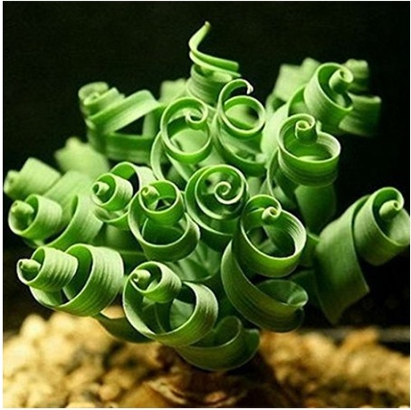200PCS Spring grass seeds Succulents plant Grass seeds DIY bonsai Potted Garden Home Exotic Plant Interesting