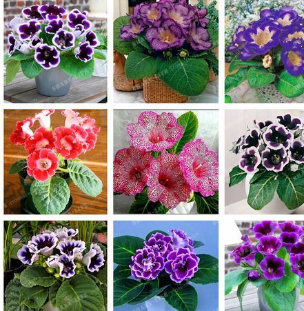 New 9 Colors Gloxinia Seeds Sinningia Gloxinia Flower 100+ Seeds Mix