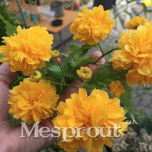 New Rare Kerria Japonica 50+ Seeds